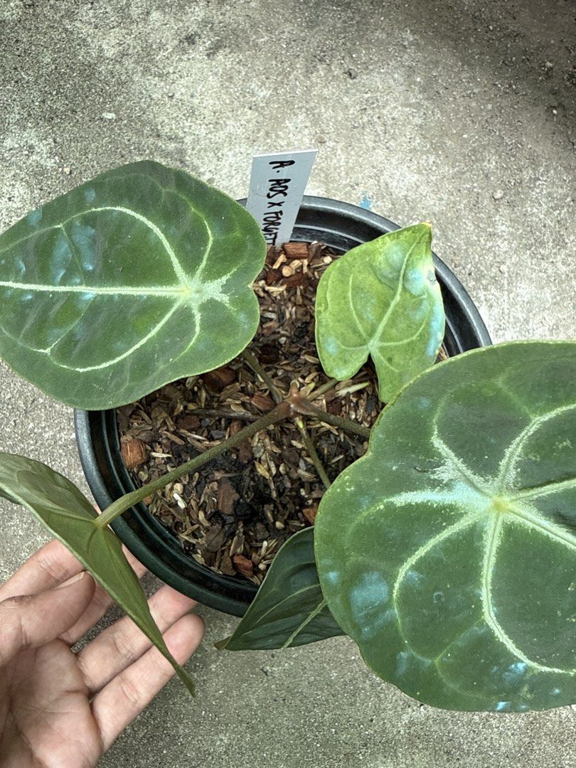 Anthurium AoS x Forgetii (Category: Plants & Seeds) located in Iba. Submitted by esaucolorado (Listing ID 1464817356, Image 2). Description: Anthurium AoS x Forgetii Available for bus shipping via Victory Liner Drop and Go.