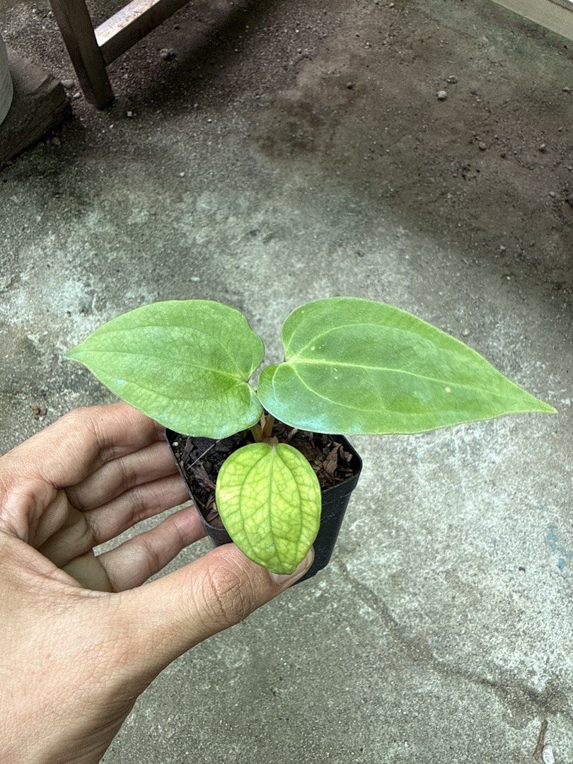 Anthurium Besseae Aff (Category: Plants & Seeds) located in Iba. Submitted by esaucolorado (Listing ID 1464816812, Image 1). Description: Anthurium Besseae Aff Available for bus shipping via Victory Liner Drop and Go.