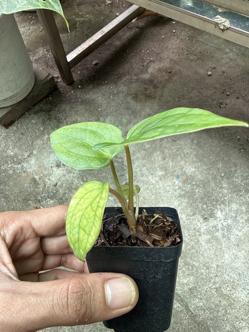 Anthurium Besseae Aff (Category: Plants & Seeds) located in Iba. Submitted by esaucolorado (Listing ID 1464816812, Image 2). Description: Anthurium Besseae Aff Available for bus shipping via Victory Liner Drop and Go.