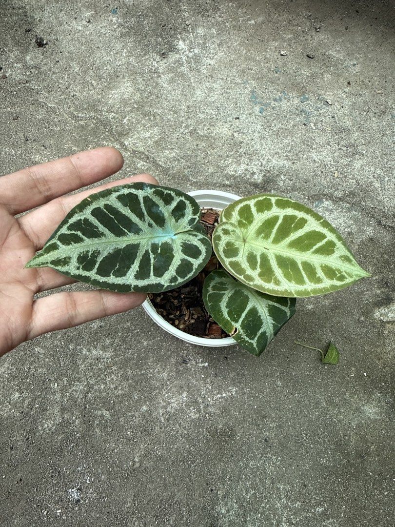 Anthurium Dorayaki x Michelle (Category: Plants & Seeds) located in Iba. Submitted by esaucolorado (Listing ID 1464814432, Image 1). Description: Anthurium Dorayaki x Michelle Available for bus shipping via Victory Liner Drop and Go.