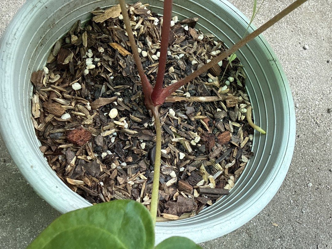 Anthurium Hoffmannii Red (Category: Plants & Seeds) located in Iba. Submitted by esaucolorado (Listing ID 1464816373, Image 3). Description: Anthurium Hoffmannii Red Available for bus shipping via Victory Liner Drop and Go.