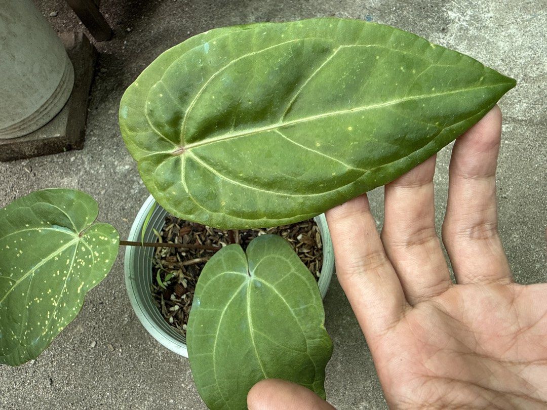 Anthurium Hoffmannii Red (Category: Plants & Seeds) located in Iba. Submitted by esaucolorado (Listing ID 1464816373, Image 2). Description: Anthurium Hoffmannii Red Available for bus shipping via Victory Liner Drop and Go.