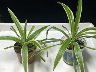 （分類：）位於 。 由 ltplants 提交（商品編號 1460933530，圖片 1）。簡介： 。