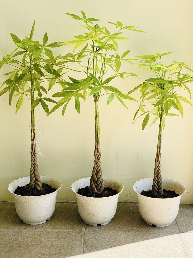 Braided Money Tree (Category: Plants & Seeds) located in Bambang. Submitted by jeceforfun (Listing ID 1464888577, Image 1). Description: Approximately 2ft tall 1 yr old+.