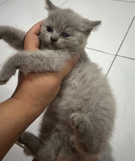 (Category: ) located in . Submitted by preloved.sudut (Listing ID 1464814601, Image 1). Description: .