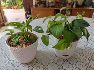 (Category: ) located in . Submitted by gardensnick (Listing ID 1464802451, Image 1). Description: .