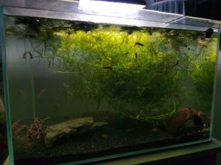 (Category: ) located in . Submitted by mayfair (Listing ID 1464894786, Image 1). Description: .