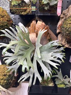 （分類：）位於 。 由 komoreb1_ 提交（商品編號 1464930581，圖片 1）。簡介： 。