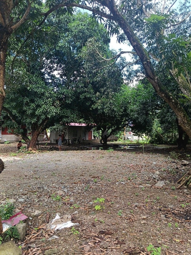 piggery farm for sale (Category: Announcements) located in Batangas. Submitted by lanashdee (Listing ID 1464930755, Image 3). Description: - lot area: 4,320 sqm clean tile complete permits - Shaded by large, mature mango trees - Includes a small single-story building with - Features a separate green wall section and secure surrounding fencing - Ground area consists of gravel, soil, and natural leaf litter - Open yard layout with banana plants and