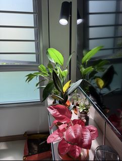 (Category: ) located in . Submitted by qiaowen0101-08771 (Listing ID 1464922365, Image 1). Description: .