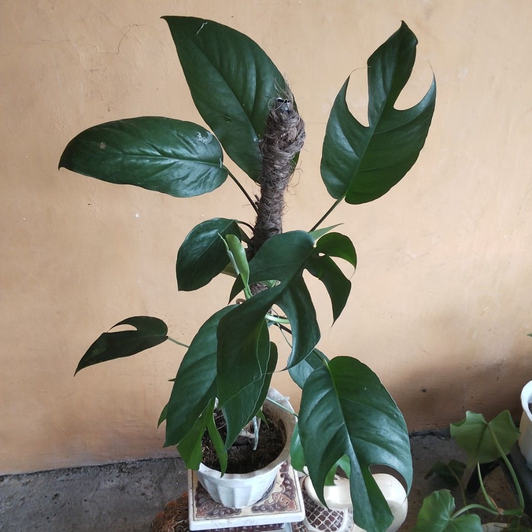 Lush Epipremnum Pinnatum Cebu (Category: Plants & Seeds) located in Bacoor. Submitted by youngdog_18b771 (Listing ID 1464813436, Image 1). Description: 🍀 Epipremnum Pinnatum Cebu Blue Price: 390 Pesos Location:🏡 Molino 5 ,Bacoor City 🛵Shipping through Lalamove and will be shouldered by the buyer. Mode of Payment is thru Gcash. Note: Actual Picture of the Plant Description: 📌 The Plant has 3 leaves with premium Variegation and a new shoot. It 