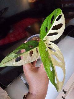 (Category: ) located in . Submitted by happygrowing (Listing ID 1464793357, Image 1). Description: .