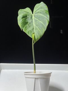 （分類：）位於 。 由 ltplants 提交（商品編號 1464924933，圖片 1）。簡介： 。