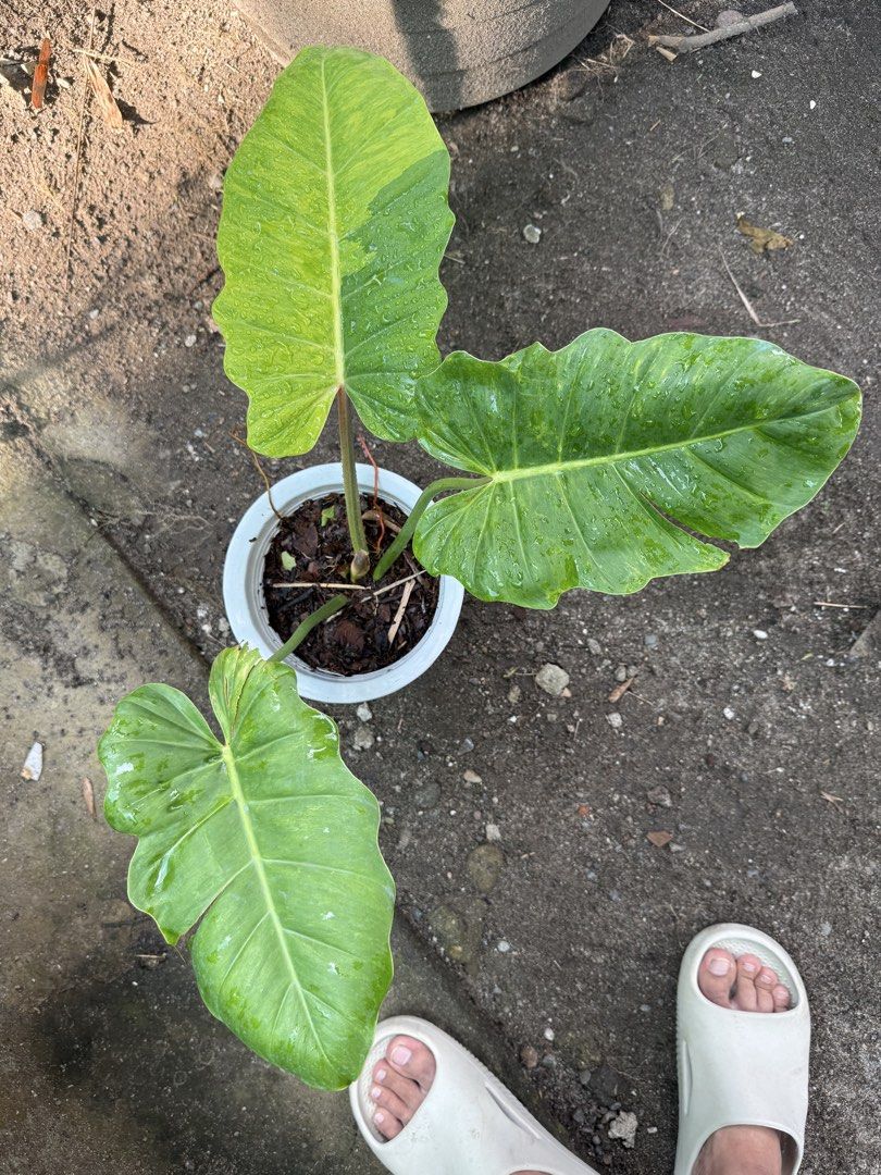 Philodendron Jungle Fever Eggyolk (Category: Plants & Seeds) located in Iba. Submitted by esaucolorado (Listing ID 1464813968, Image 1). Description: Philodendron Jungle Fever Eggyolk Available for bus shipping via Victory Liner Drop and Go.