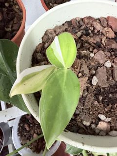 (Category: ) located in . Submitted by philodendron_geek (Listing ID 1464909346, Image 1). Description: .