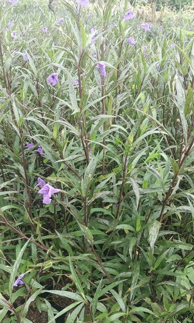 plants forsale (Category: Plants & Seeds) located in Calauan. Submitted by thor09 (Listing ID 1464959530, Image 2). Description: plants forsale.