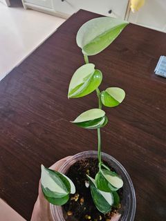 (Category: ) located in . Submitted by happygrowing (Listing ID 1464793848, Image 1). Description: .
