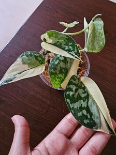 (Category: ) located in . Submitted by happygrowing (Listing ID 1464793608, Image 1). Description: .