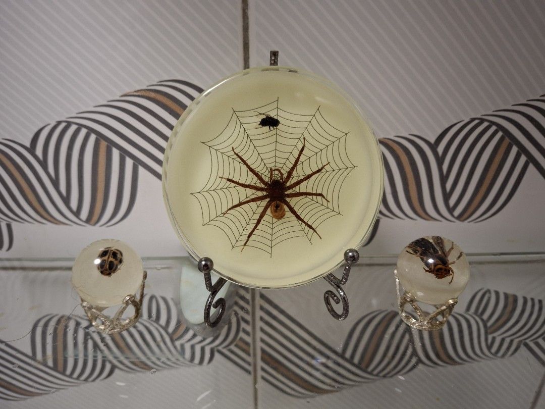 Spider and Fly Home Decor (Category: Other Home Decor) located in Quezon City. Submitted by pure_trinsky (Listing ID 1464800043, Image 1). Description: *real spider, house fly, asian hornet and lady beetle *encased in a clear resin *free stand *glow in the dark *nice home decor or personal collection.