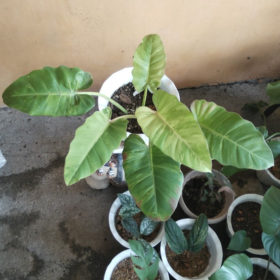 Variegated Jungle Fever Philodendron (Category: Plants & Seeds) located in Bacoor. Submitted by youngdog_18b771 (Listing ID 1464801060, Image 1). Description: ☘️ Variegated Jungle Fever Philodendron Price: 490 Pesos 🏡 Location: Bacoor City, Cavite 🛵Shipping through Lalamove and will be shouldered by the buyer. Mode of Payment is thru Gcash. Note: The Photo is the actual picture of the plant that will be received. 📌 This Plant is fully rooted a