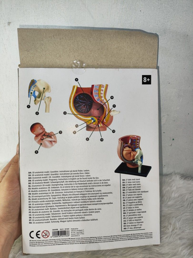 3D Anatomy Model Pregnancy Pelvis Graviditet (Category: Medical Supplies & Tools) located in Cavite. Submitted by tinetaclesss (Listing ID 1459427749, Image 2). Description: - 3D anatomical model of a pregnant pelvis. - Includes a fetus in utero. - Ideal for educational purposes. - All parts are intact and in original packaging. - Comes with a display base. - Suitable for students and anatomy enthusiasts..