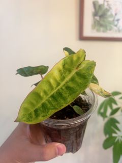 （分類：）位於 。 由 kkfyip 提交（商品編號 1459380129，圖片 1）。簡介： 。