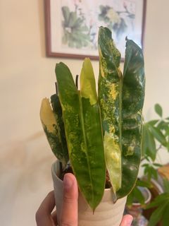 （分類：）位於 。 由 kimkfy 提交（商品編號 1459416837，圖片 1）。簡介： 。