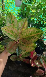 (Category: ) located in . Submitted by plantcorner (Listing ID 1459298971, Image 1). Description: .