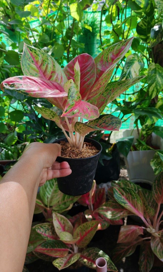 Aglaonema mahasetty (Category: Plants & Seeds) located in Quezon City. Submitted by plantcorner (Listing ID 1459298800, Image 2). Description: .