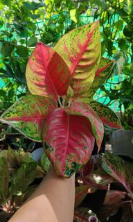 (Category: ) located in . Submitted by plantcorner (Listing ID 1459298800, Image 1). Description: .