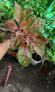 (Category: ) located in . Submitted by plantcorner (Listing ID 1459299169, Image 1). Description: .