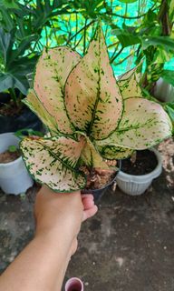 (Category: ) located in . Submitted by plantcorner (Listing ID 1459299393, Image 1). Description: .
