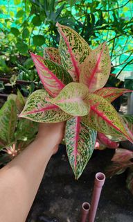 (Category: ) located in . Submitted by plantcorner (Listing ID 1459298884, Image 1). Description: .