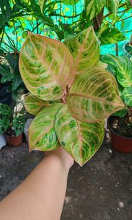 (Category: ) located in . Submitted by plantcorner (Listing ID 1459299312, Image 1). Description: .