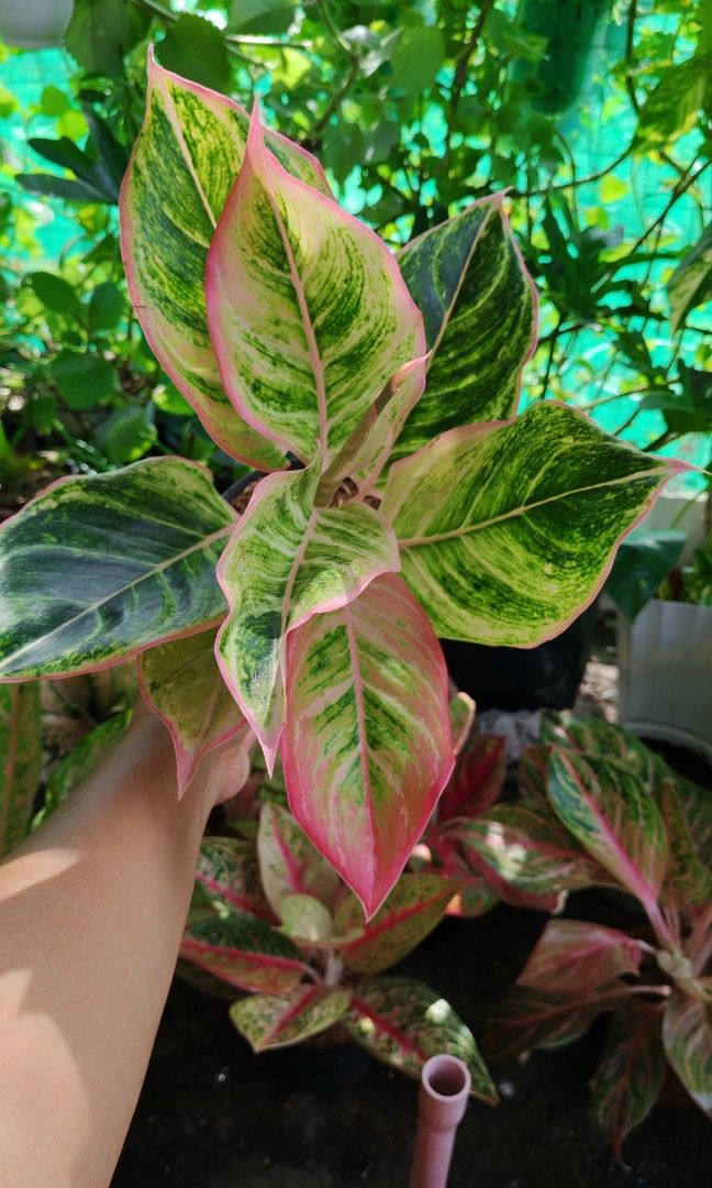 Aglaonema pinky pie (Category: Plants & Seeds) located in Quezon City. Submitted by plantcorner (Listing ID 1459298714, Image 1). Description: .