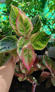 (Category: ) located in . Submitted by plantcorner (Listing ID 1459298714, Image 1). Description: .