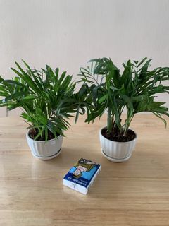 （分類：）位於 。 由 taikoomami 提交（商品編號 1459301988，圖片 1）。簡介： 。