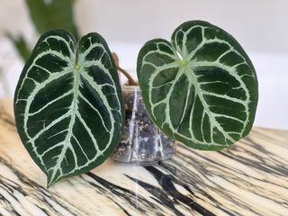 （分類：）位於 。 由 ltplants 提交（商品編號 1451658542，圖片 1）。簡介： 。