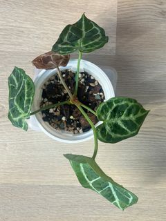 （分類：）位於 。 由 ltplants 提交（商品編號 1459343550，圖片 1）。簡介： 。