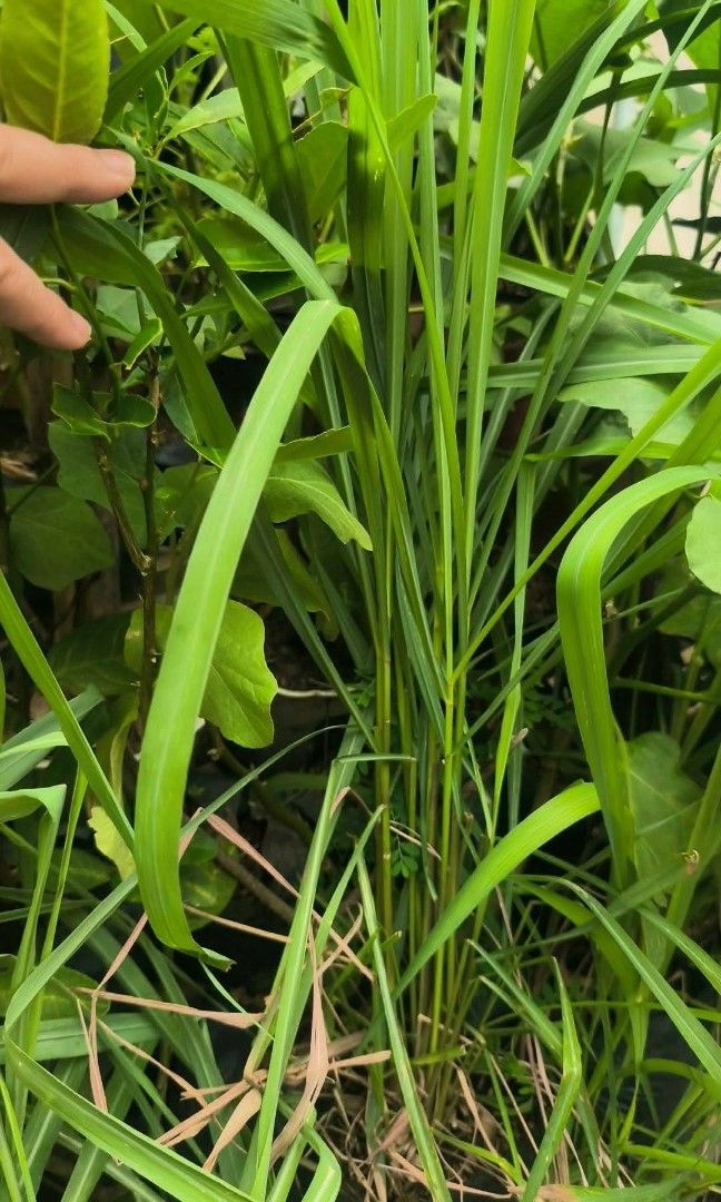 Anti mosquito repellent plants ☘️ (Category: Plants & Seeds) located in Quezon City. Submitted by amazingmaria3680 (Listing ID 1459312769, Image 2). Description: .