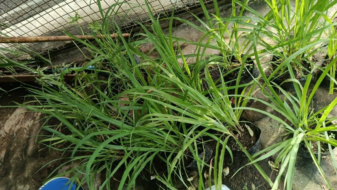 Anti mosquito repellent plants ☘️ (Category: Plants & Seeds) located in Quezon City. Submitted by amazingmaria3680 (Listing ID 1459312769, Image 3). Description: .