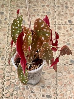 （分類：）位於 。 由 ltplants 提交（商品編號 1444620026，圖片 1）。簡介： 。