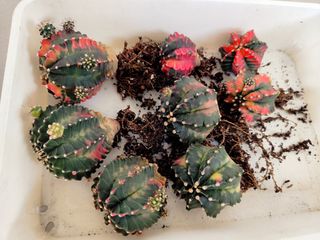 (Category: ) located in . Submitted by crystal70 (Listing ID 1459310663, Image 1). Description: .