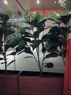 (Category: ) located in . Submitted by somersetlobang (Listing ID 1459399797, Image 1). Description: .