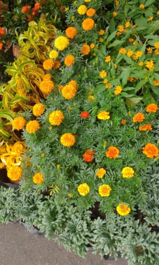 Marigold plants 🪴 (Category: Plants & Seeds) located in Quezon City. Submitted by amazingmaria3680 (Listing ID 1459312882, Image 1). Description: .