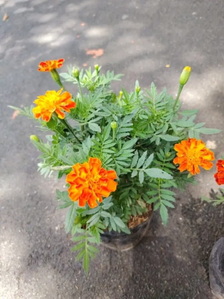 Marigold plants 🪴 (Category: Plants & Seeds) located in Quezon City. Submitted by amazingmaria3680 (Listing ID 1459312882, Image 2). Description: .