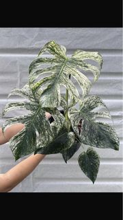 (Category: ) located in . Submitted by PlantsRanger (Listing ID 1459399408, Image 1). Description: .