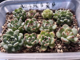 (Category: ) located in . Submitted by qq_garden (Listing ID 1459413008, Image 1). Description: .