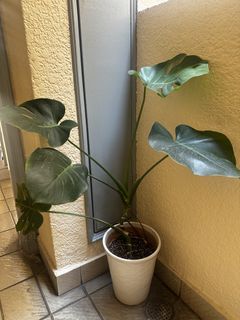 (Category: ) located in . Submitted by ghl53 (Listing ID 1459315995, Image 1). Description: .