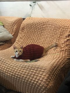 (Category: ) located in . Submitted by fairybusiness (Listing ID 1465038169, Image 1). Description: .